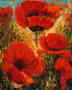 Red Poppies